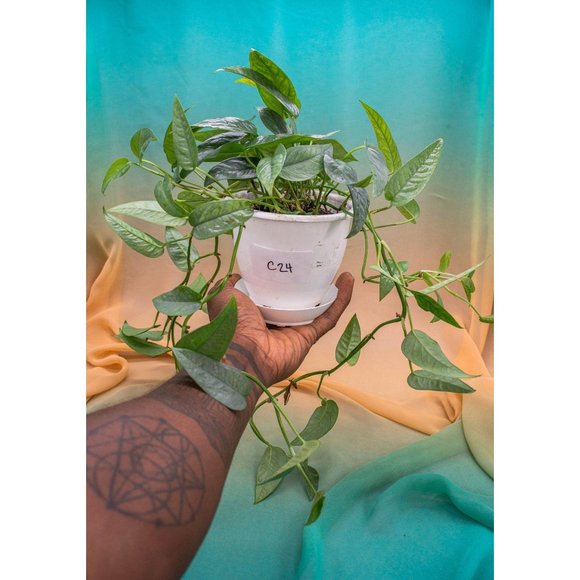 Cebu Blue Pothos 4.5" US Seller Potted RARE - Picture 1 of 1